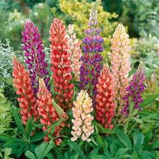 LUPINUS RUSSEL MISCUGLIO GR.10